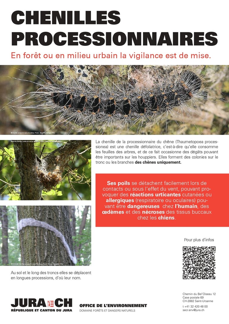 Chenilles processionnaire du chêne