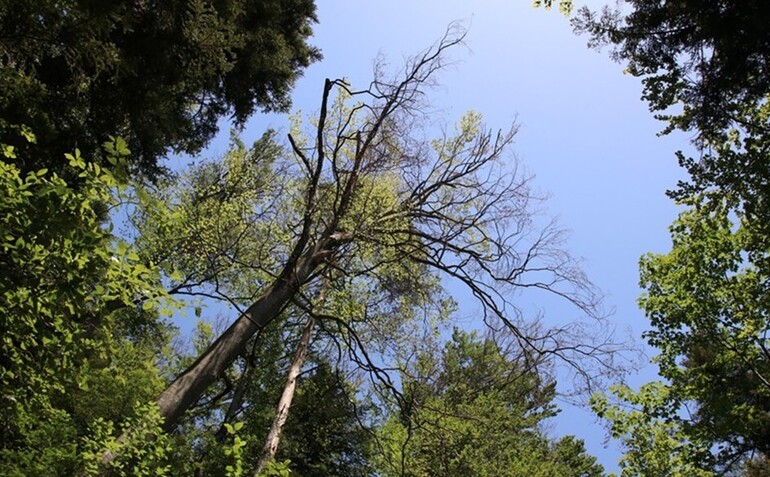 Arbre dangereux