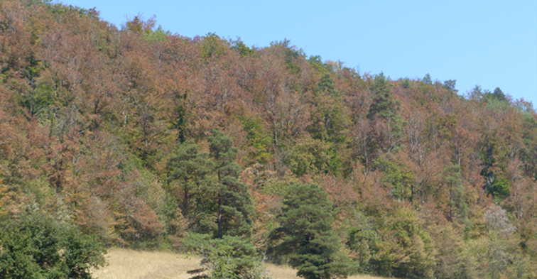 Forêt dépérissante