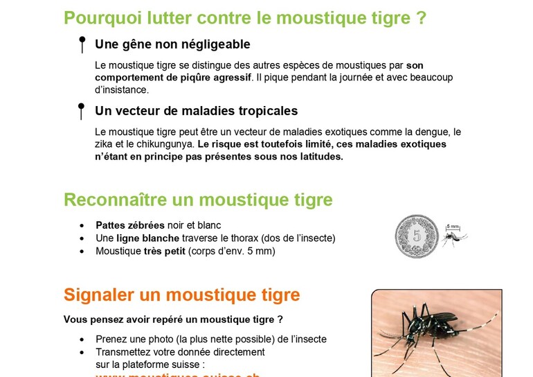 Moustique Tigre - Informations