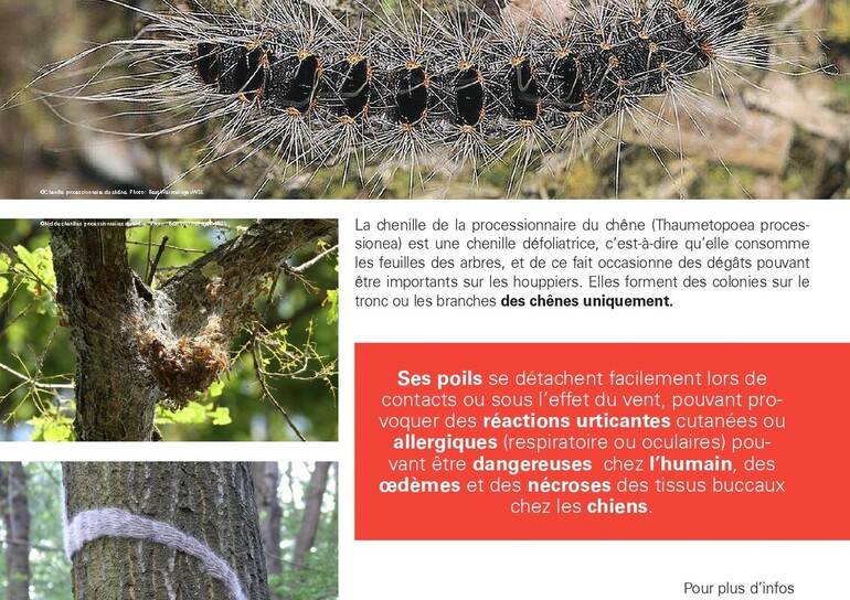 Chenilles processionnaires du chêne