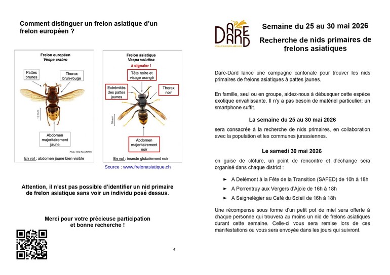 Frelons Asiatiques