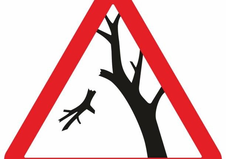 Dépérissement des arbres en forêt : appel à la prudence