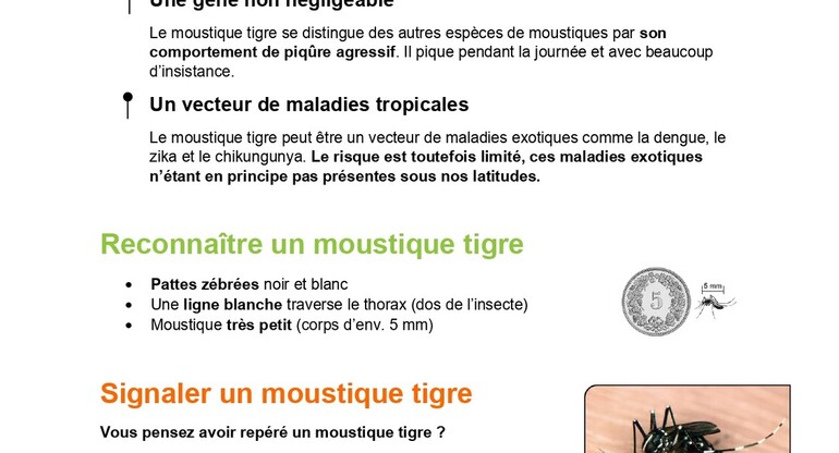 Moustique Tigre - Informations