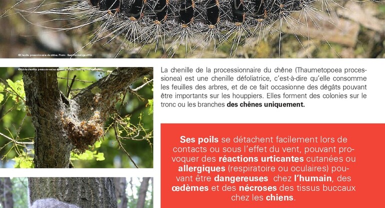 Chenilles processionnaires du chêne