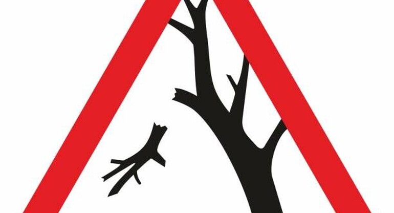 Dépérissement des arbres en forêt : appel à la prudence